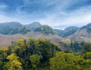 “Regreening Forest Fund” - PanNature Initiative for forest restoration in Northern Vietnam