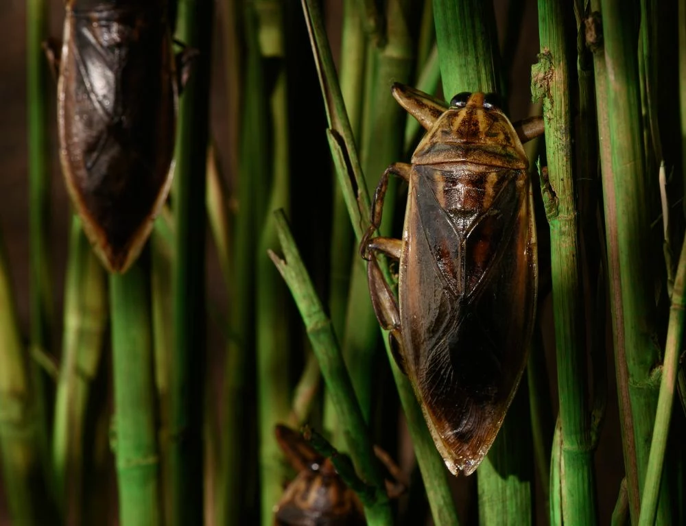 The Fragrant Water Bug has become a Vietnamese bug-based delicacy that is rare and premium