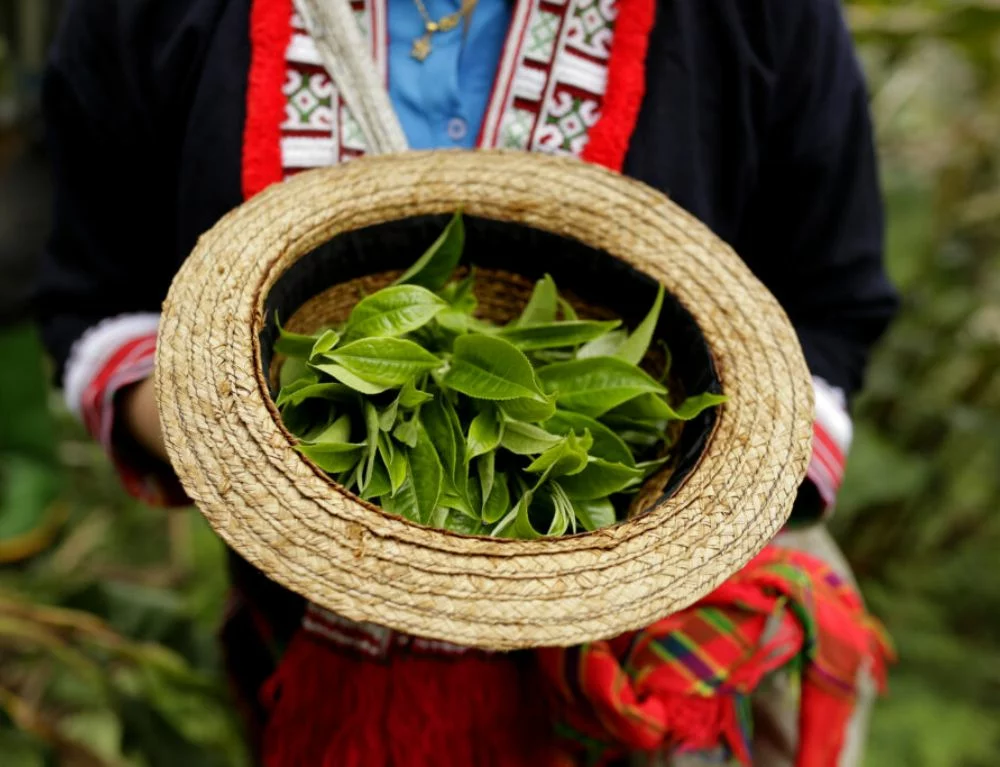 The Shan Snow Tea leaves