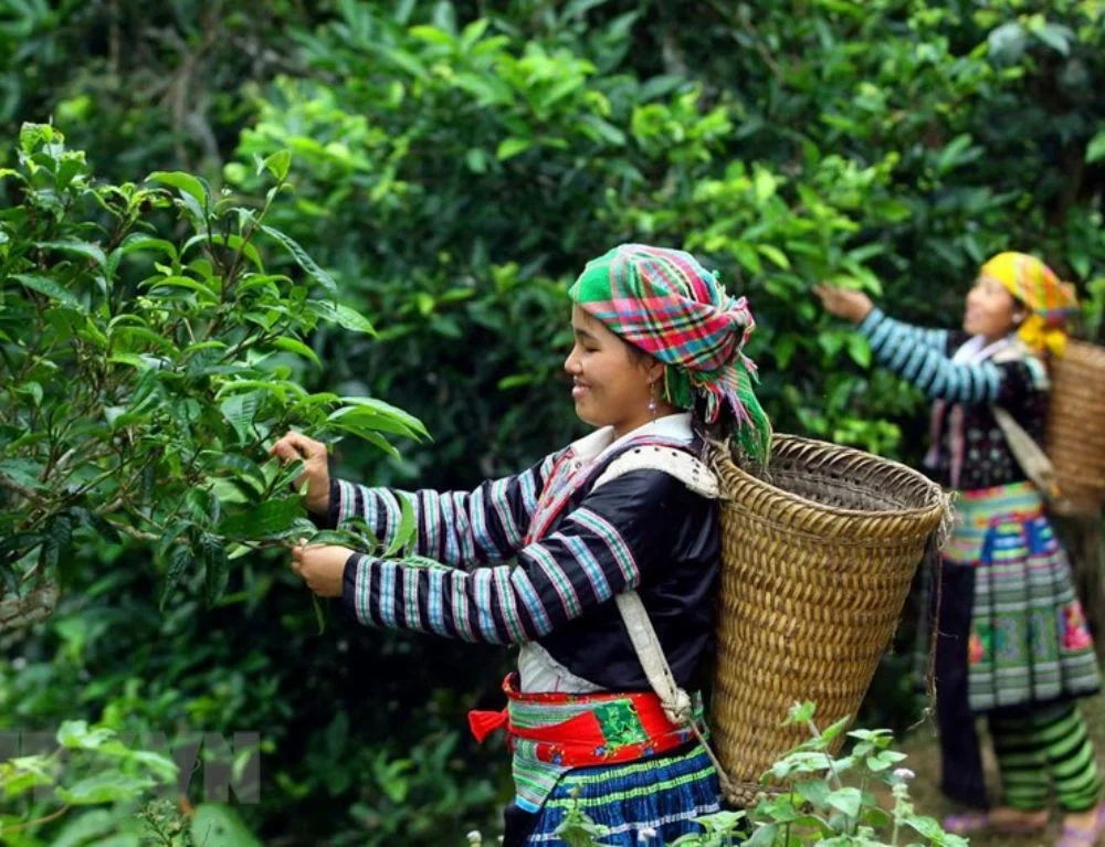 The Hmong women pick Shan Tuyet tea leaves and buds in Hoang Su Phi Ha Giang