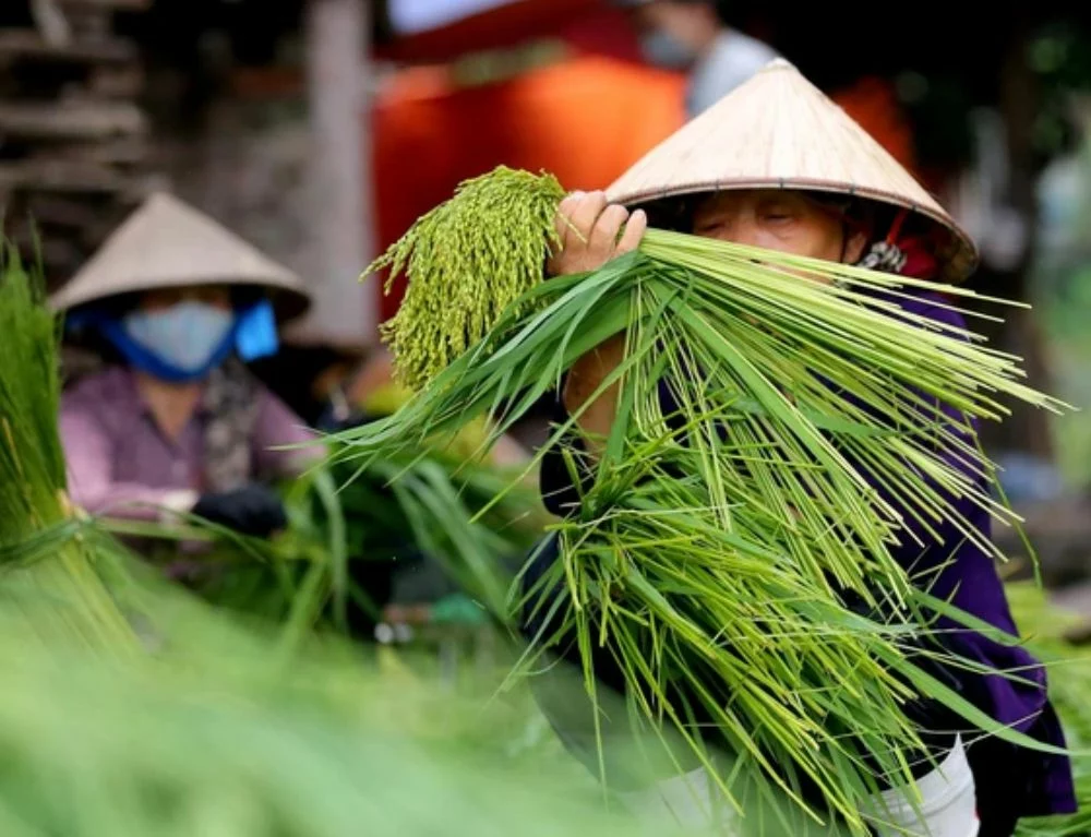 Green sticky rice - A Hanoi specialty should not be missed on the Northern Vietnam food map