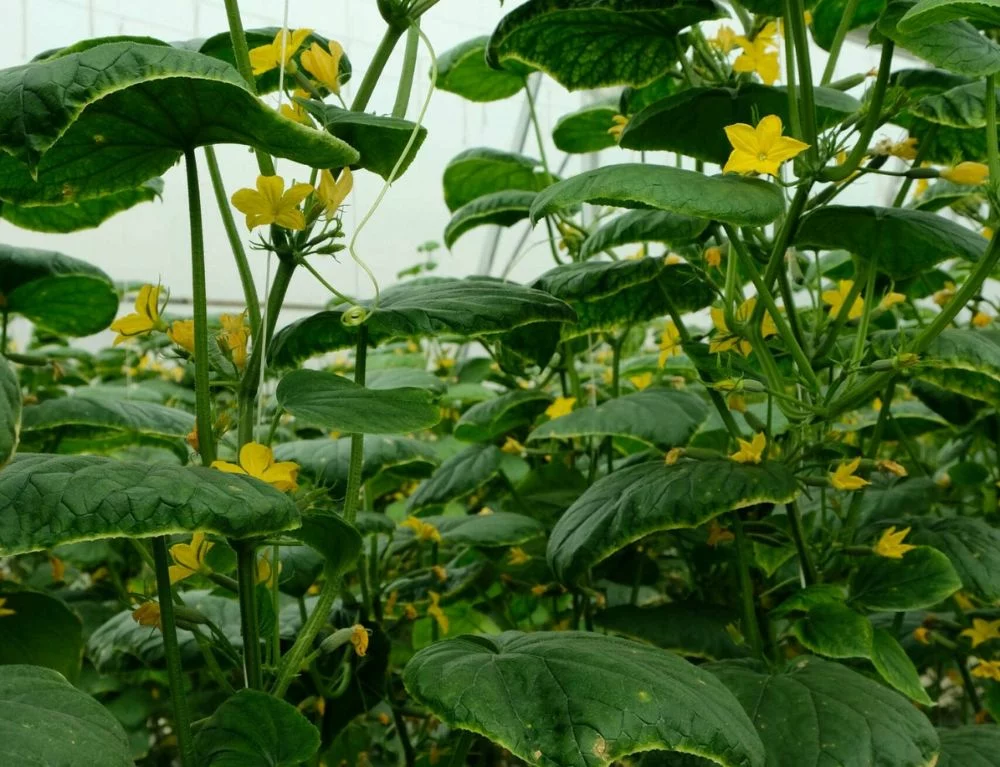 Chapter Dining celebrates seasonality and emphasizes working with local farms in My Duc and the Northern mountainous region
