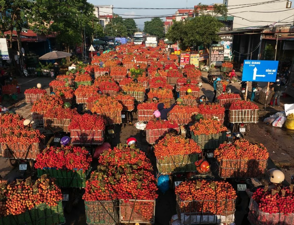 Motorbikes paint the road red during Luc Ngan lychee season in Bac Giang (photo: Tran Linh)