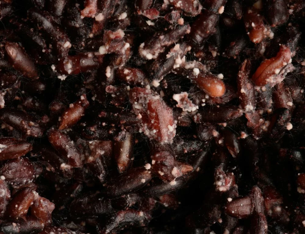 Fermented purple rice from Dien Bien at Chapter Dining
