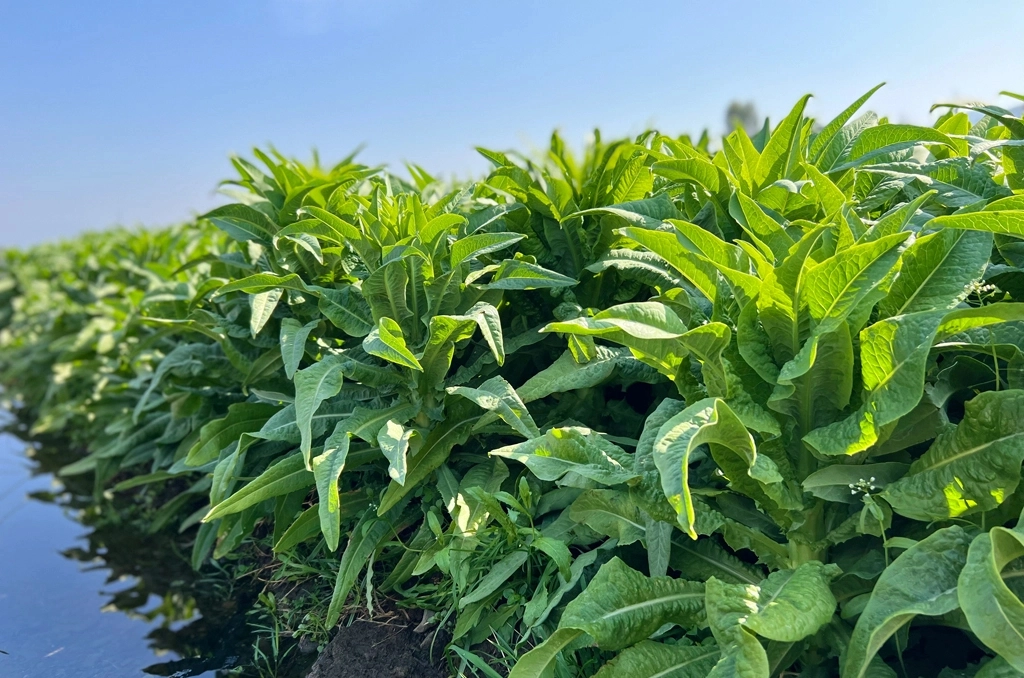 Rau Tiến Vua - the historic “Tribute Vegetable,” once reserved for royalty.