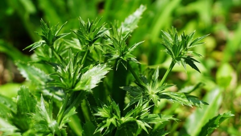 A vibrant ngò gai emulsion acts as a natural palate cleanser, refreshing the senses between layers of flavor.