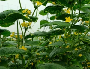 Collaborating with local farms allows Chapter Hanoi to deepen its commitment to authentic farm-to-table dining