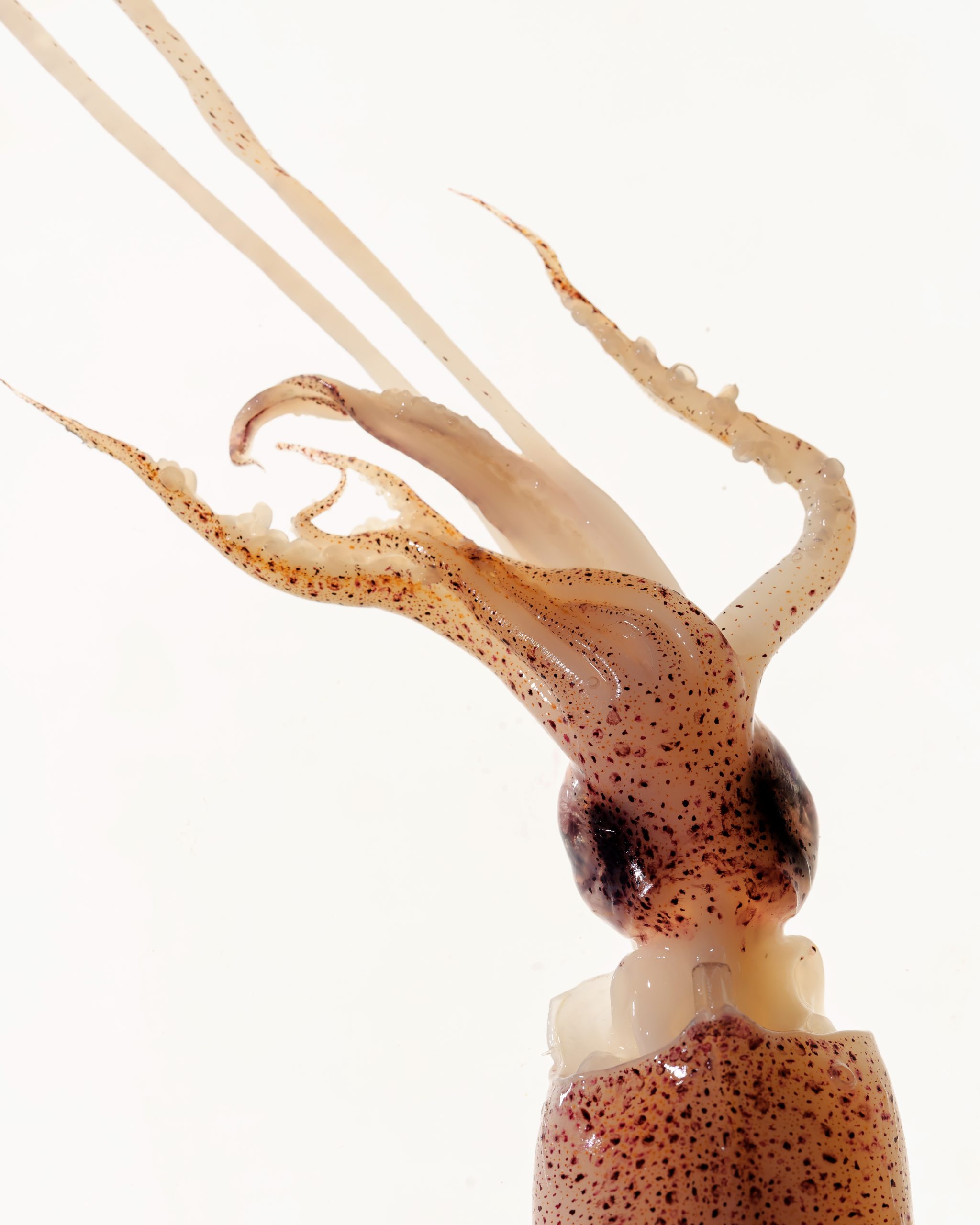 Squid inspired by Vietnamese coastal summer memories and seafood traditions