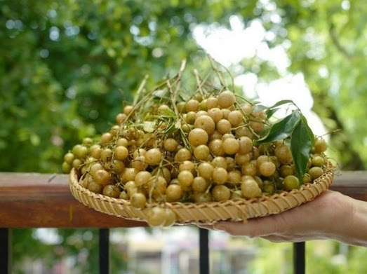 clausena-aromatic-herbs-vietnam