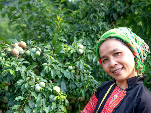 northern-vietnam-seasonal-plum-harvest