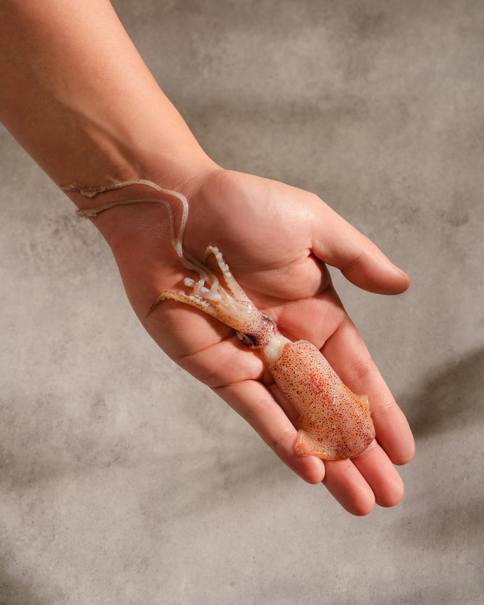 Seasonal Baby Squid sourced from Vietnam coastal regions during summer