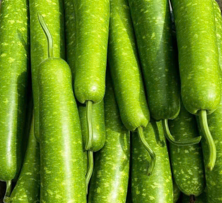 Fresh bottle gourd from Northern Vietnam adding lightness and balance to a summer dish