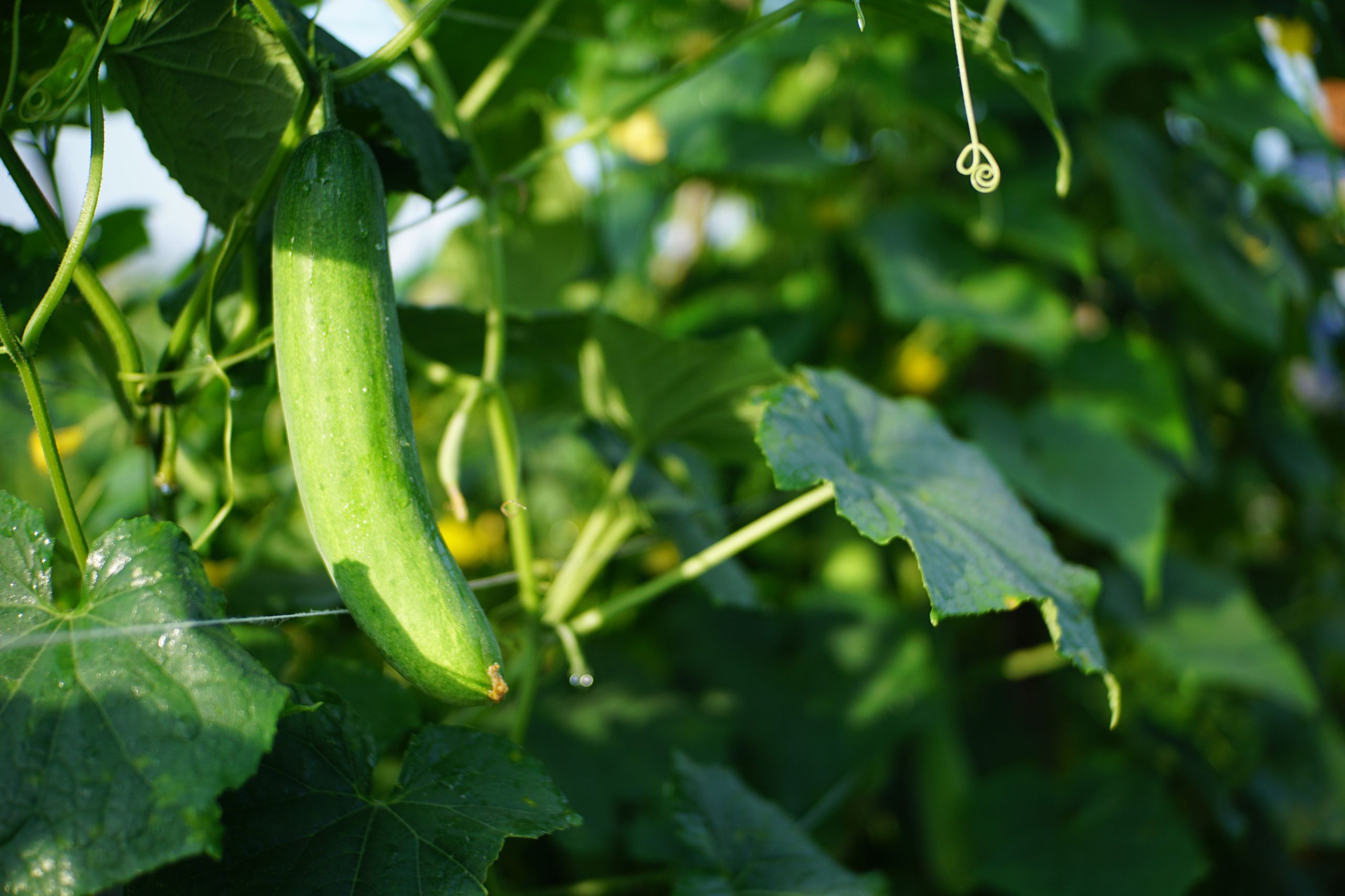 Fresh cucumber providing texture and balance in a contemporary Vietnamese cuisine dish