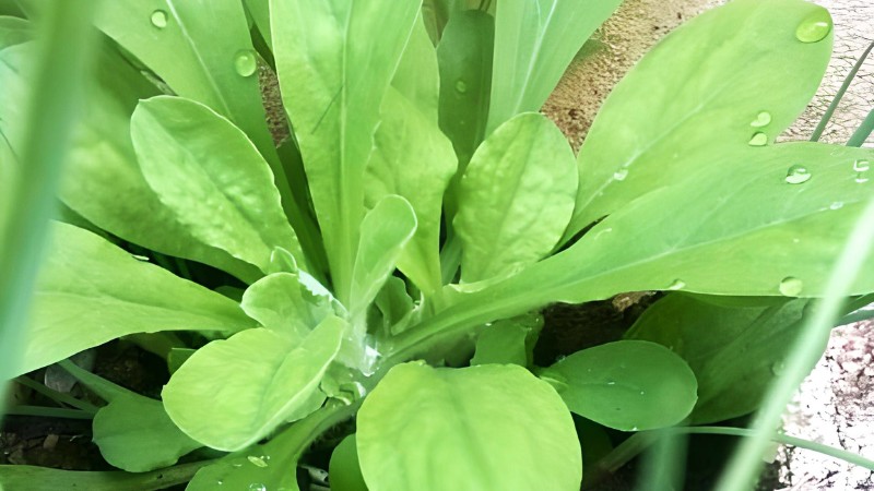 Fresh khuc leaves used to make Vietnamese sticky rice xoi khuc in Northern Vietnam