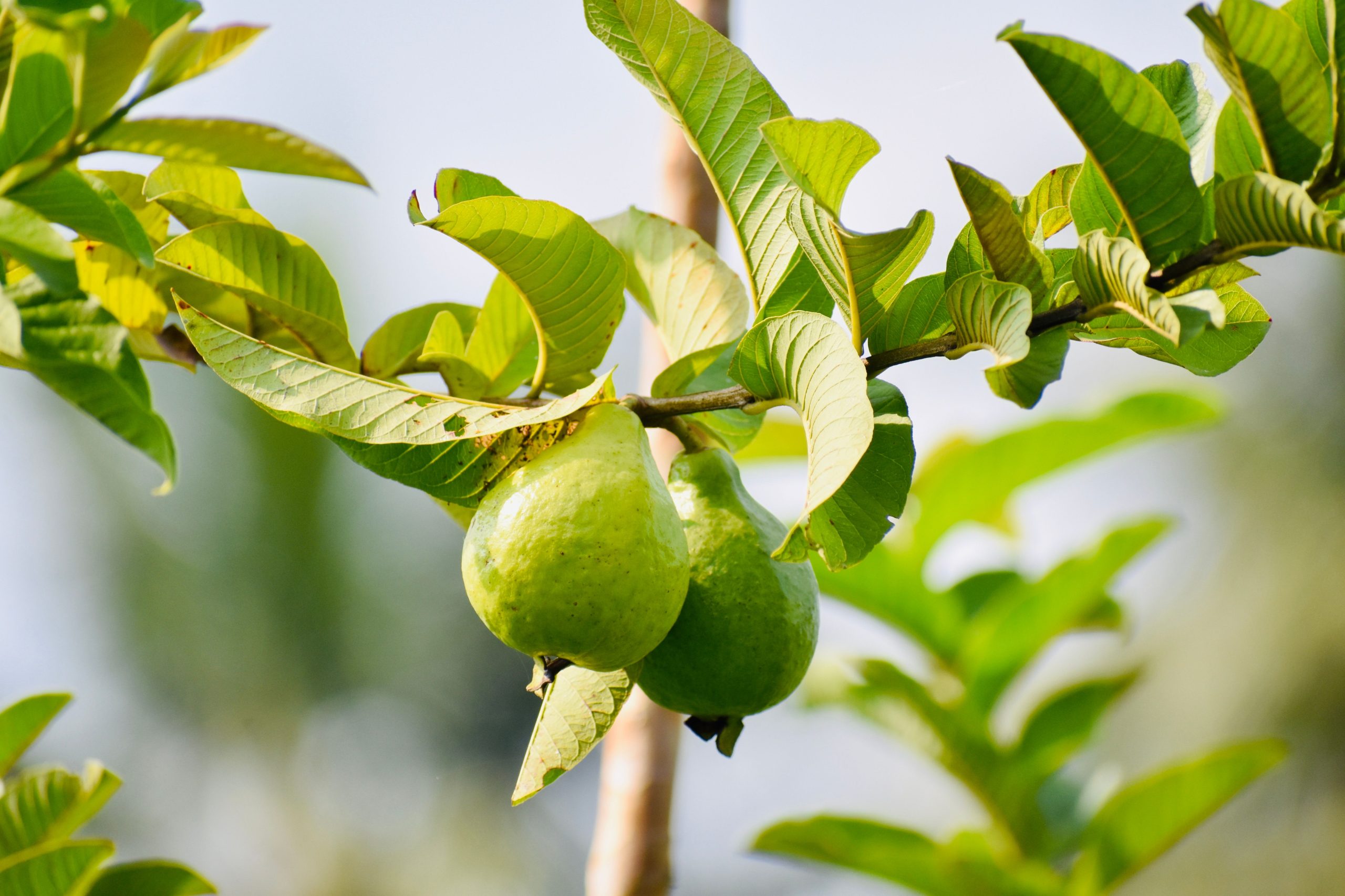 Pink guava growing in Vietnam, a seasonal ingredient used in fine dining