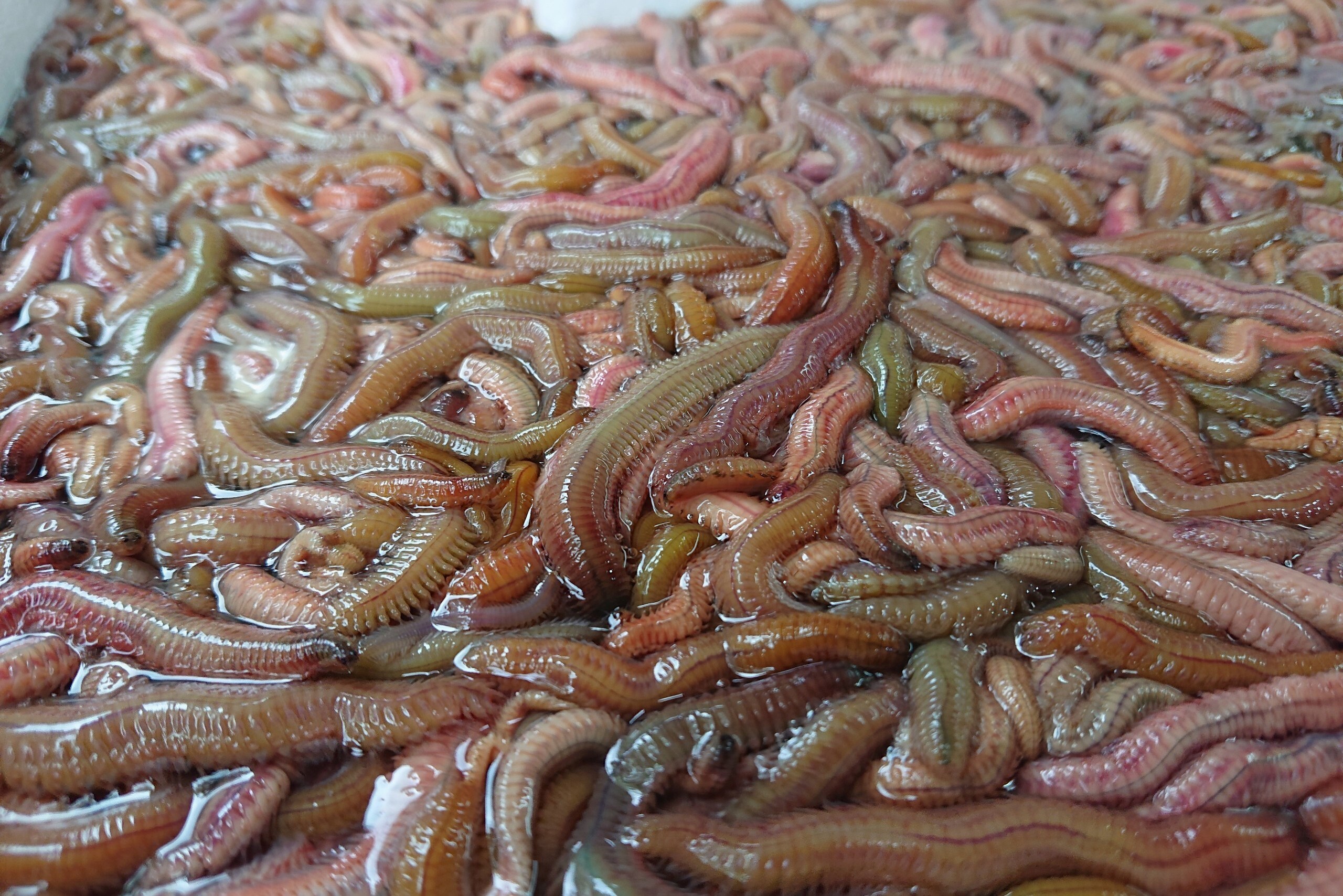 Seasonal rươi harvested to prepare chả rươi, a Hanoi autumn specialty