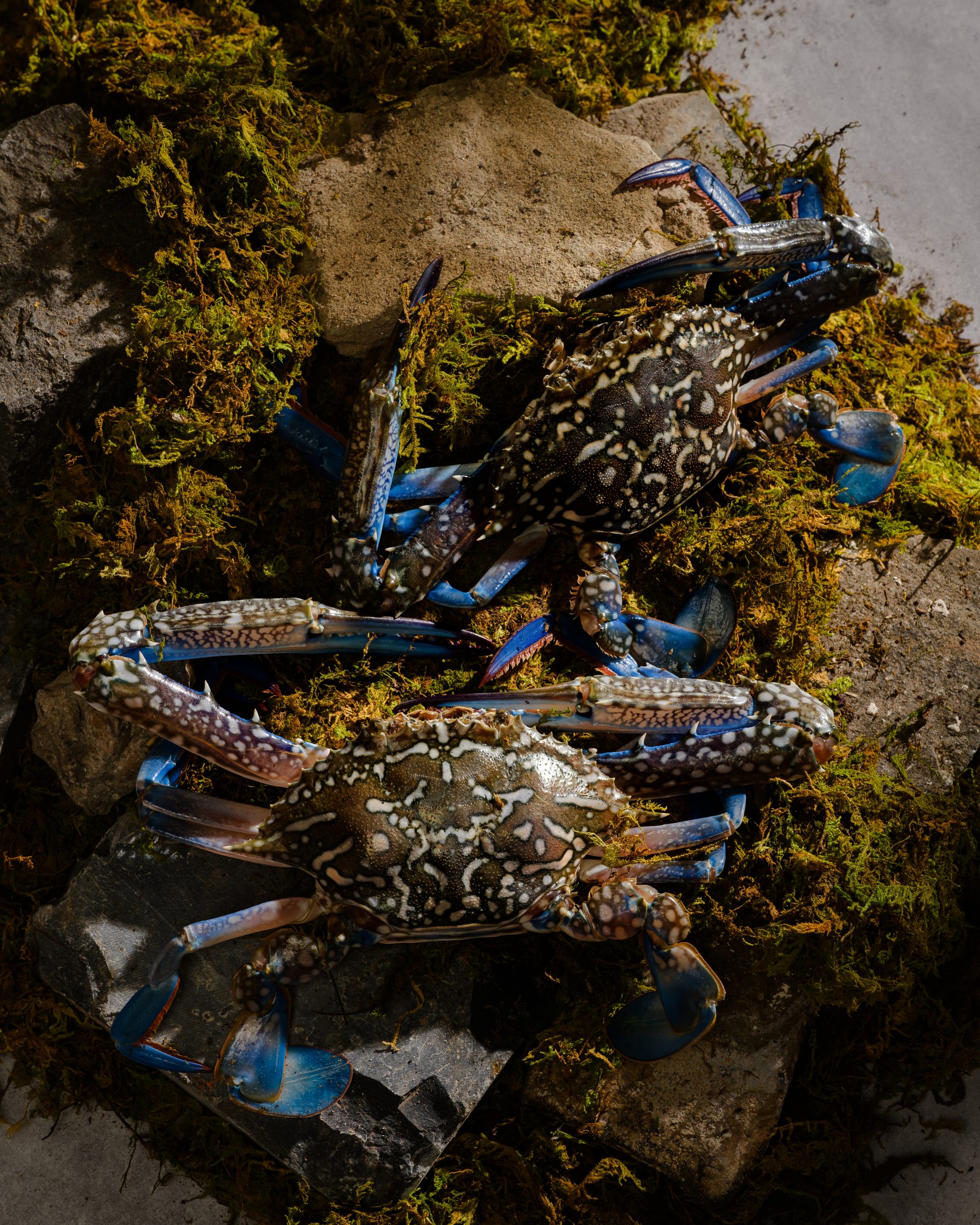 Close-up of swimmer crab meat in a fine dining course at Chapter