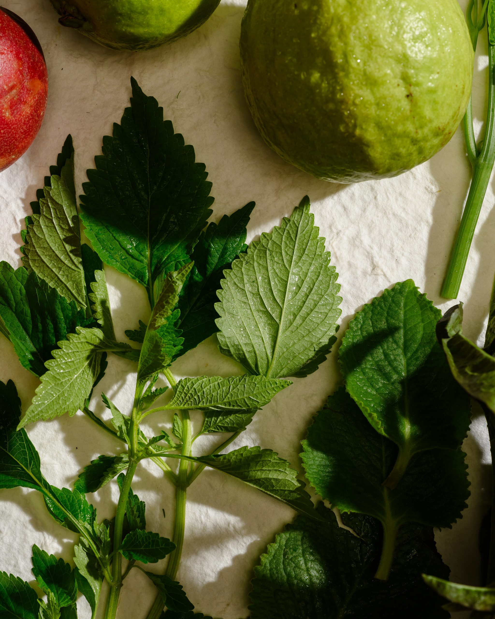 Fresh dill, mắc mật and aromatic Vietnamese herbs used in Chapter Dining’s seasonal courses.