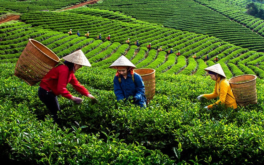 Vietnamese green tea leaves and a freshly brewed cup served in Hanoi