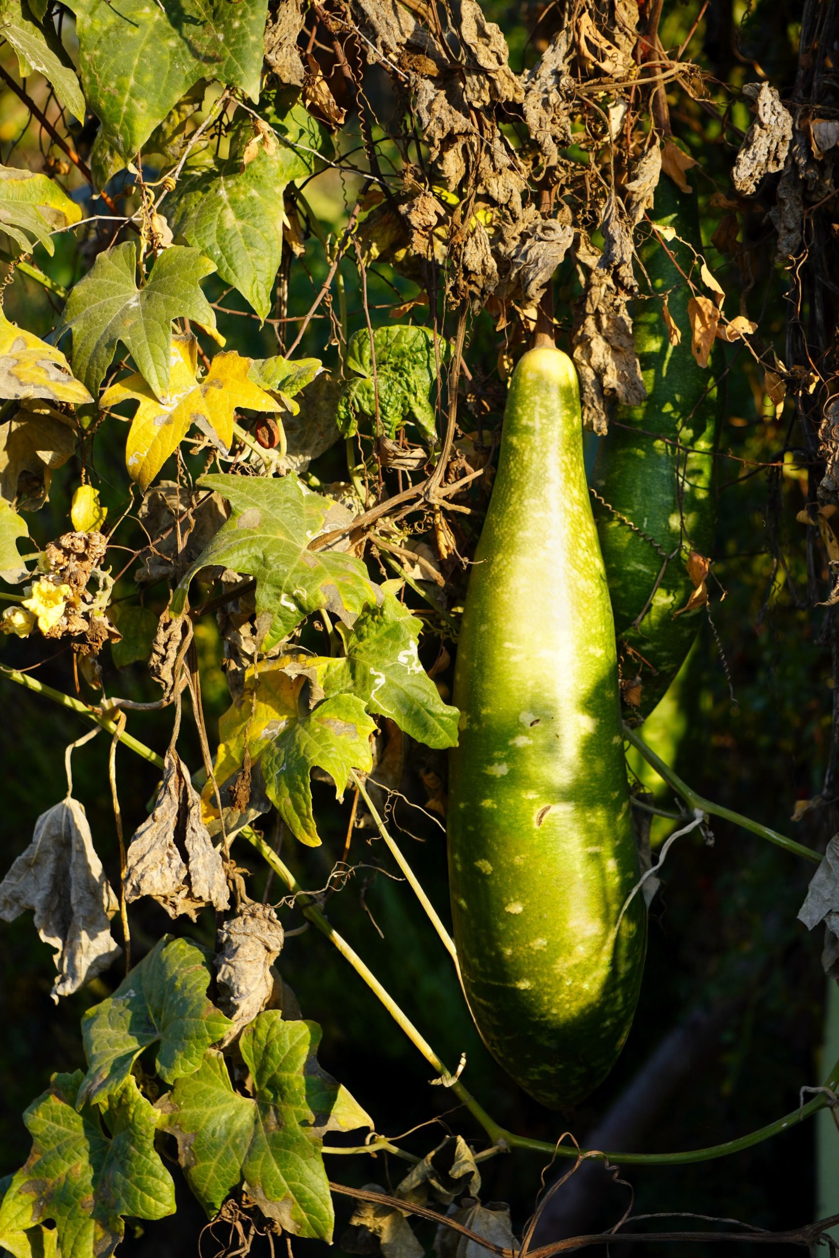 Young bottle gourd finely sliced for the swimmer crab course