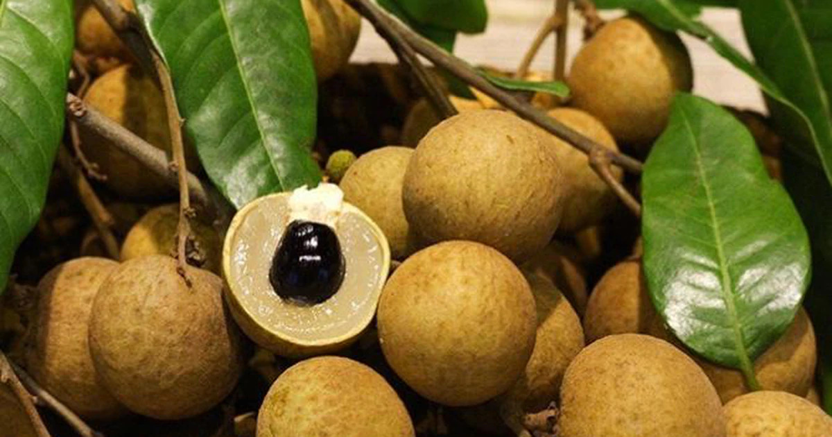 Whole and peeled Hưng Yên longans showing their translucent flesh