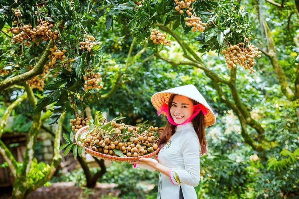 A grower harvesting ripe longan clusters in a Hưng Yên orchard