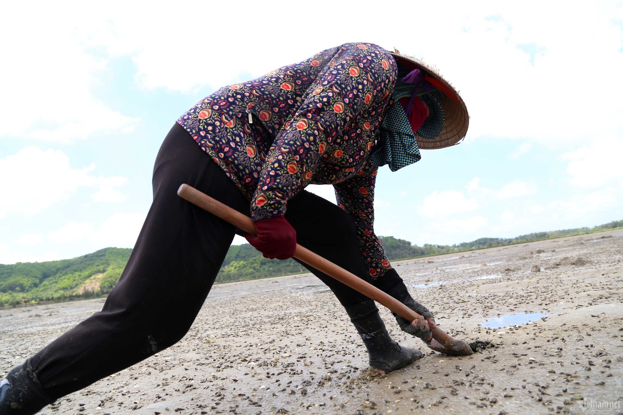 sa sung being harvested by hand on the tidal flats of Quan Lạn in Quảng Ninh