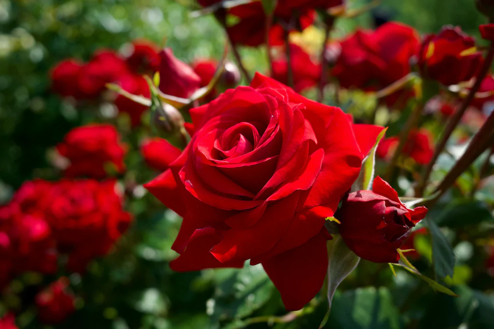 Close-up of a rose illustrating the dessert’s floral inspiration