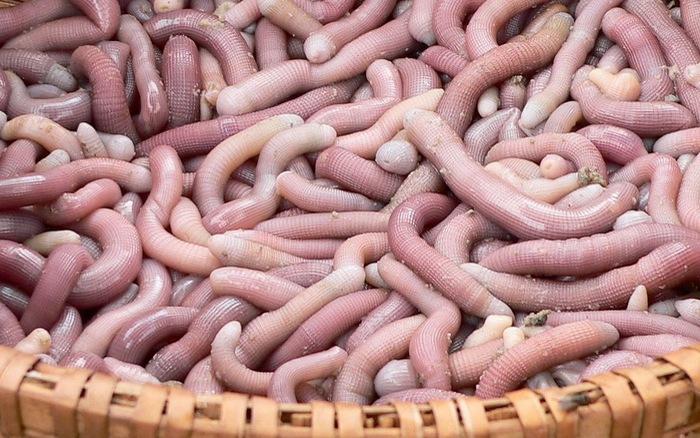 Fresh sá sùng peanut worms harvested from the coastal sand in Vietnam